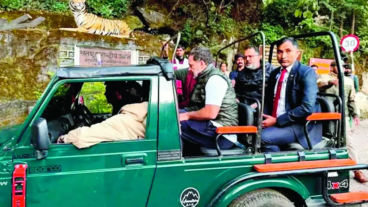 કૉન્ગ્રેસના નેતા રાહુલ ગાંધી ગઈ કાલે સવારે મધ્ય પ્રદેશમાં જંગલ-સફારી પર પહોંચ્યા હતા